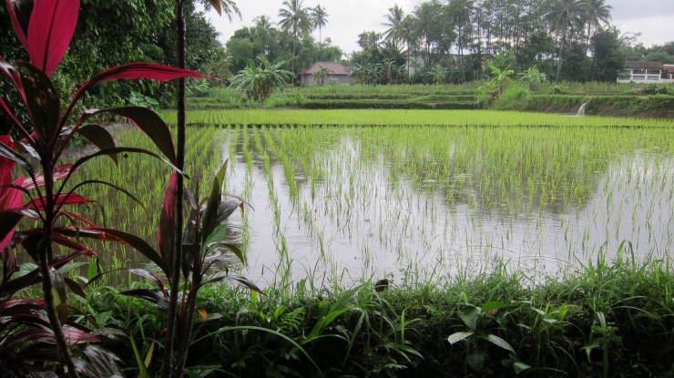 Rice field in the rain