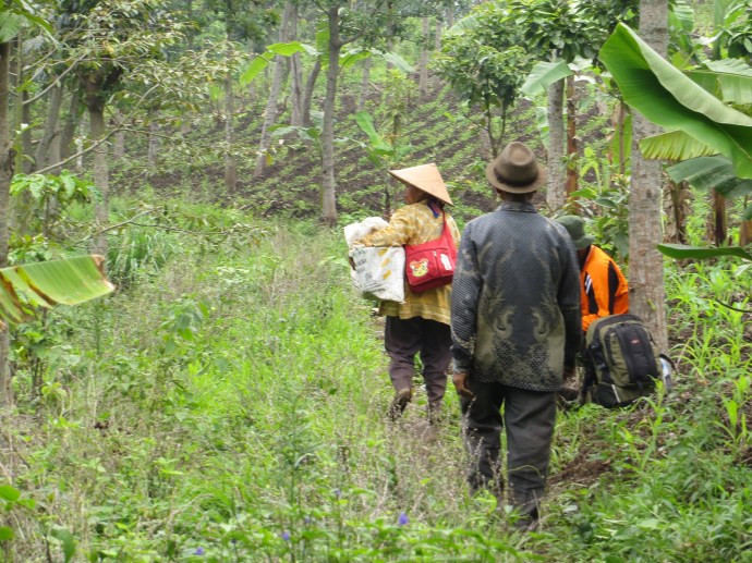Locals look for grass in the mountain to sell to cattle owners. 