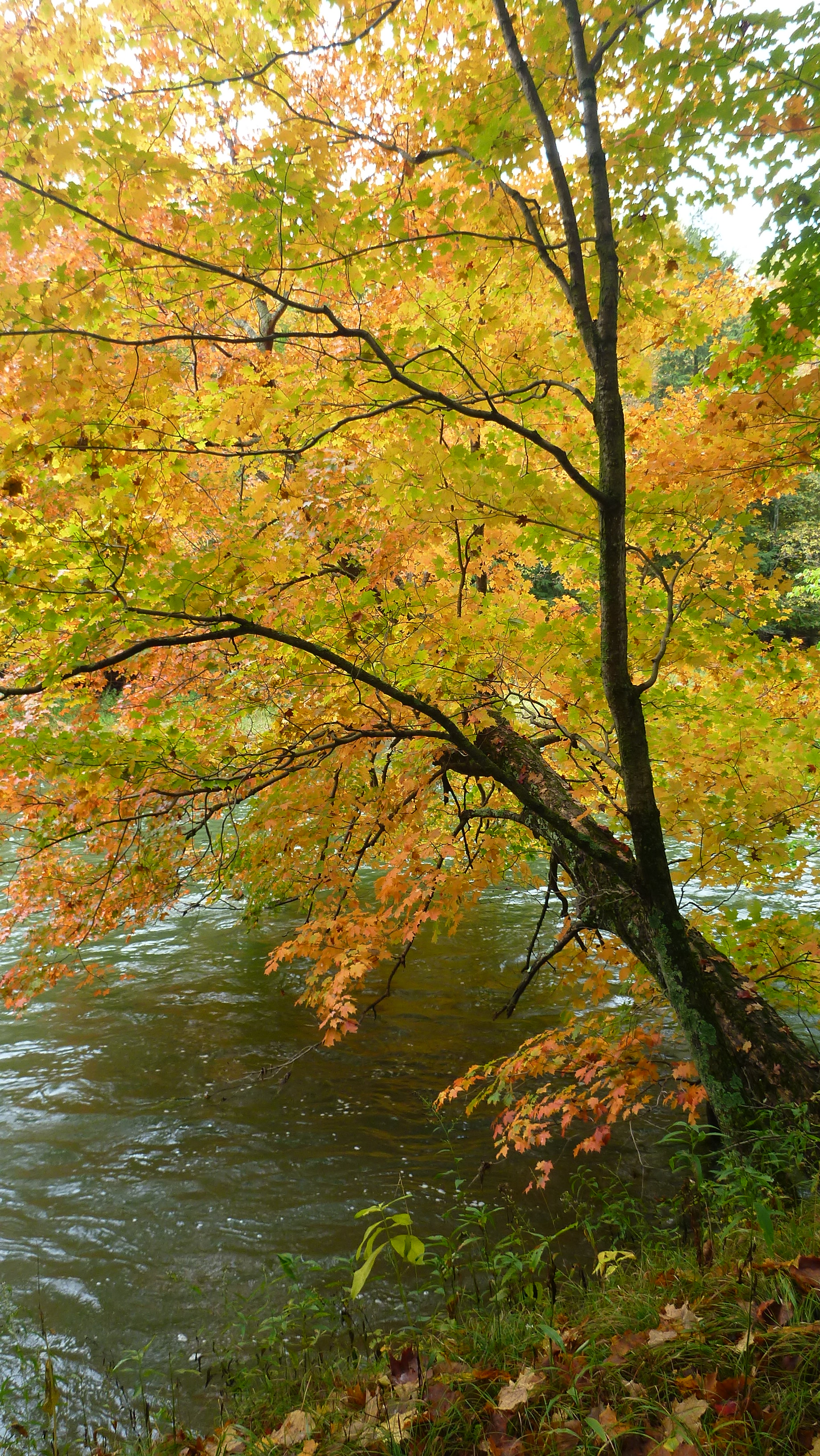 Manistee River Trail 6