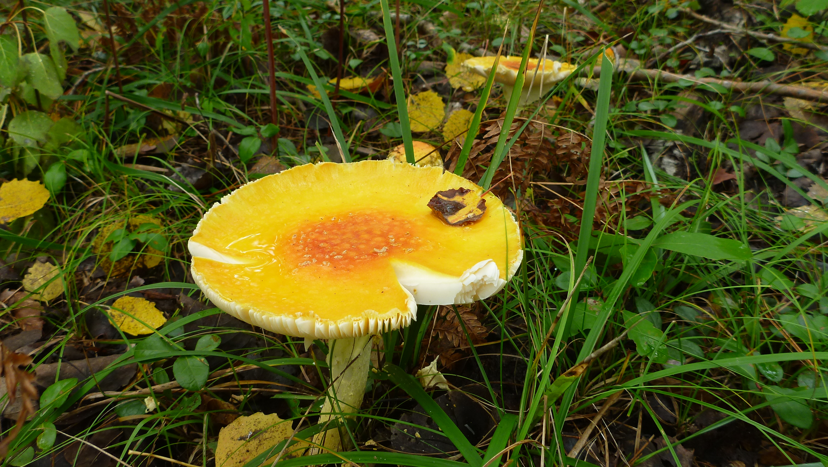 Mushroom Manistee River Trail 7